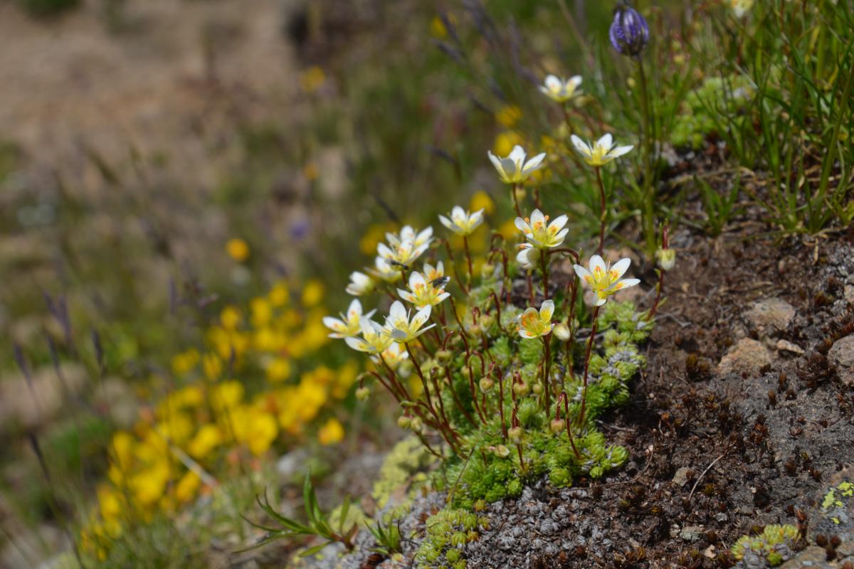 Platzer Alm 27.06.2022